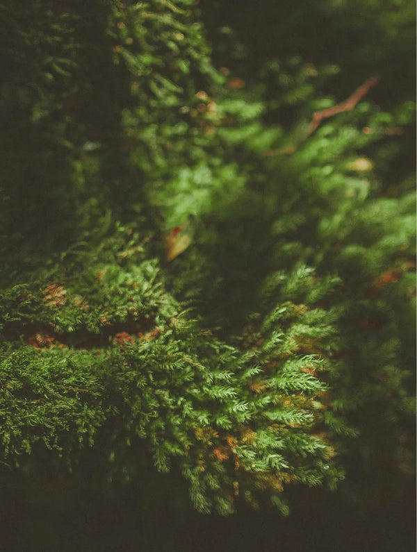 Soy Wax Candle Moss